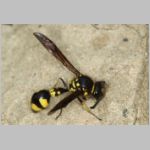 Eumenes sp - Pillenwespe 04d beim Lehm-holen im Garten.jpg